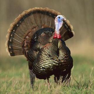 冬冬原创：The Most Grateful Turkey 最懂得感恩的火鸡