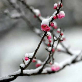 下一场大雪纷飞给你－桃子酱的理想花园
