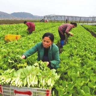 白菜苔红菜苔