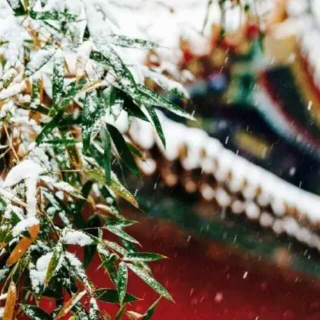 北方下雪了，我又想你了