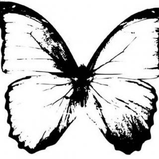 一只蝴蝶要有多鲜艳，才能飞跃过距离和时间