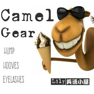 Camel 🐫 Gear 