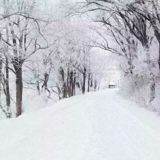 我的世界已开始下雪    白桦