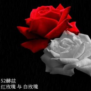 52赫兹---红玫瑰与白玫瑰