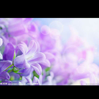 诗歌朗诵《一株紫丁香》
