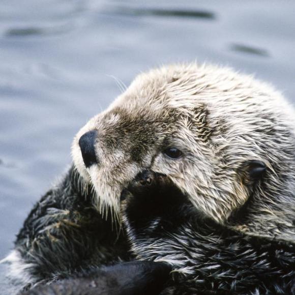 20161202【英语好词好句随便听】第37期:an eager beaver