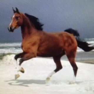 一读《且看笔底写追风》🐎写画马名家王正禄 作者 马浩