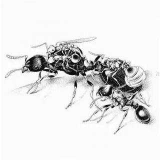 【Geek笑点低】小蚂蚁就人畜无害了？