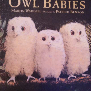 Owl babies