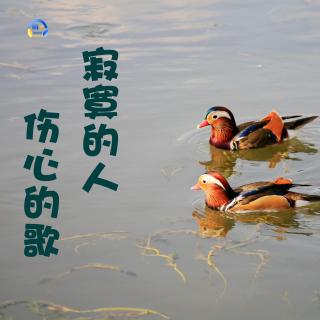 【哨帅音乐第13期】流行歌曲《寂寞的人伤心的歌》口哨版