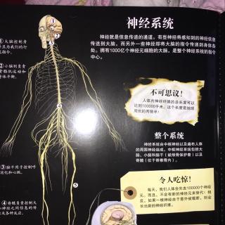 人体9:神经系统
