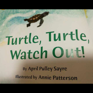 Turtle  , Turtle ,   Watch  Out!  1