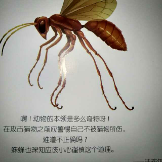 昆虫记：蛛蜂-聪明的捕蛛猎手