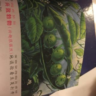 13、一个豌豆荚里的五粒豆