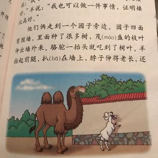 6、🐫和🐑  骆驼和羊 cici妈