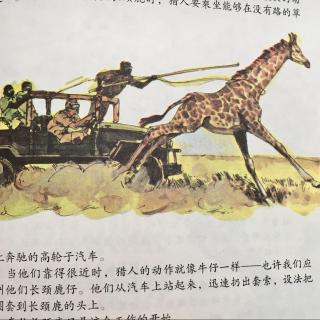 大英儿童百科全书｜1-22　ANIMALS 动物：怎样捕捉长颈鹿