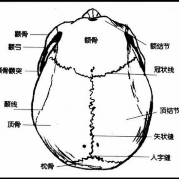 吹牛大王之活动的头盖骨