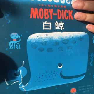 白鲸🐳