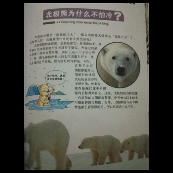 北极熊为什么不怕冷