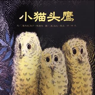 【绘本故事252】--《小猫头鹰》