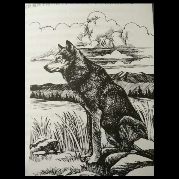 《狼图腾小狼小狼》36 草原巨狼像千年石兽一样的倒下