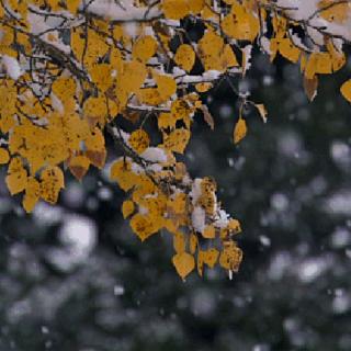 下雪了，我想你了