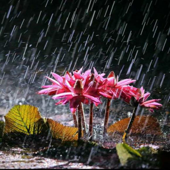 带雨的花