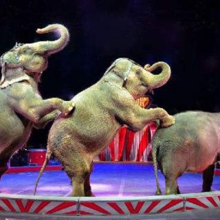 20161215一只大象出去玩