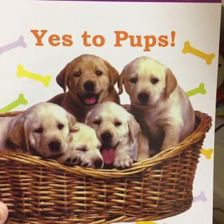 7 Yes to pups