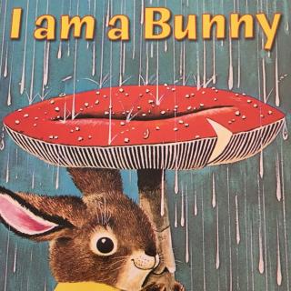 I am a Bunny 中英双语