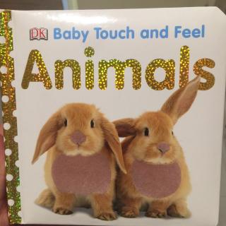 【小馨读绘本】Baby Touch and Feel - Animals