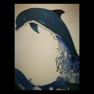 海洋精灵海豚