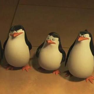 Penguins in madagascar