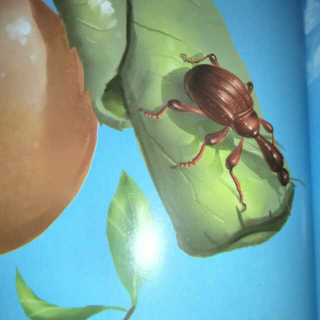昆虫记：卷叶象鼻虫-细心的摇篮制作师