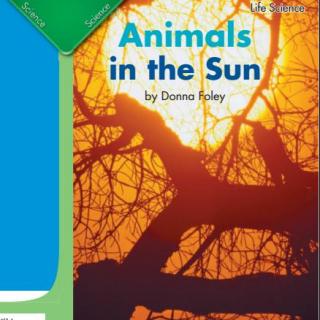 Animals In The Sun 12/21