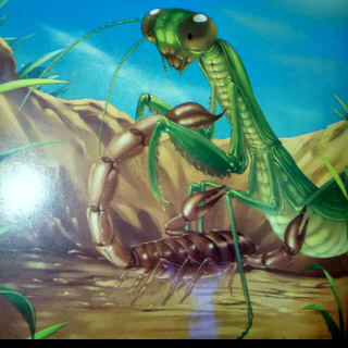 昆虫记：蝎子-荒野上的毒王