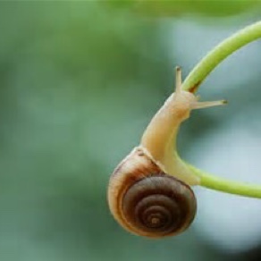 9-小蜗牛的心愿