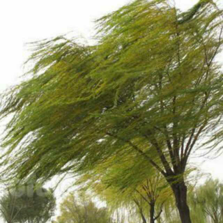 秦岭雨声：我不知道风是在哪一个方向吹