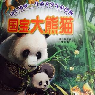 国宝大熊猫～1
