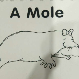 A mole