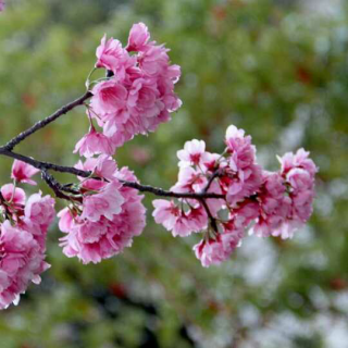 一颗开花的树