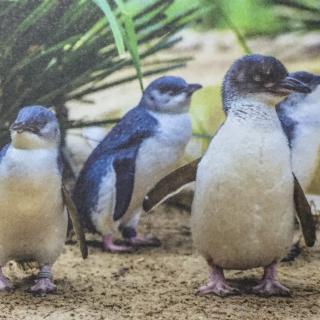 《Super  Pinguins》