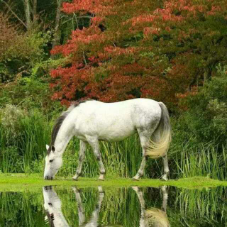 🐒猴子和马驹🐎