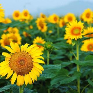 花开不败:一个复旦女生的高三生活