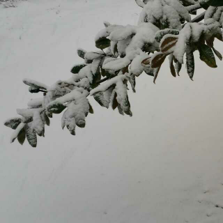 斯琴塔娜朗读《雪花》