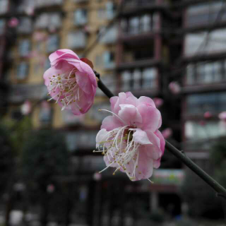 【yoyo念古诗】赠范晔（南北朝，陆凯）