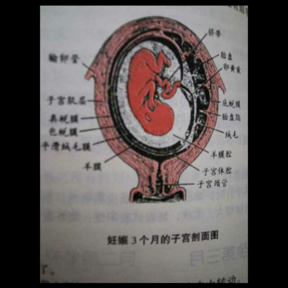 十月怀胎――怀孕第三月