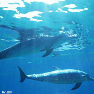 蓝色的海豚岛   二十四章  春天美丽的海豚岛