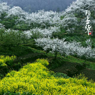 141 散文《一帘花雨，半弯情思（下）》作者：荷塘月色  朗读：萧晗