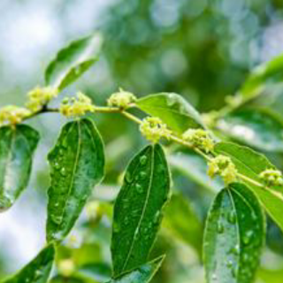 宋词之美之苏轼浣溪沙簌簌衣巾落枣花